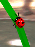 pic for Ladybug