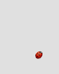 pic for Ladybug