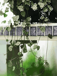pic for Leaves