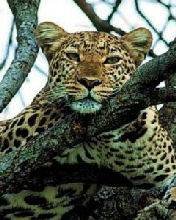 pic for Leopard