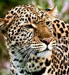 pic for Leopard