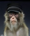 pic for MONKEY