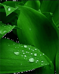 pic for Mobile
