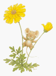 pic for Mouse