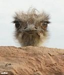 pic for OSTRICH