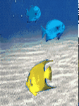 pic for OceanFishes