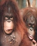 pic for Orangutangs