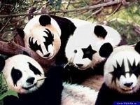 pic for PANDAS