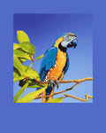 pic for PARROT