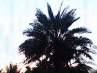 pic for Palmtree