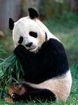 pic for Panda