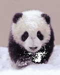 pic for Panda