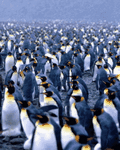 pic for Penguins