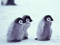 pic for Penguins
