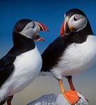 pic for Puffins
