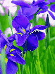 pic for Purple