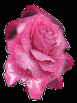 pic for Rose