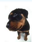 pic for Rottweiler