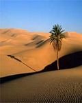 pic for Sahara