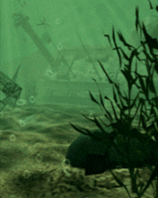 pic for Sharks