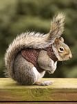 pic for Squirrel