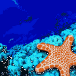 pic for Starfish