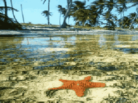 pic for Starfish