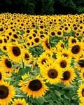 pic for SunFlower