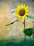 pic for Sunflower