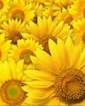 pic for Sunflowers