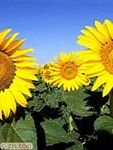 pic for Sunflowers