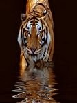 pic for Tiger