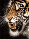pic for Tiger