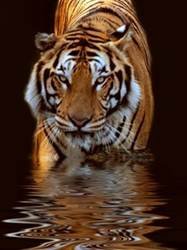 pic for Tiger