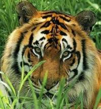 pic for Tiger