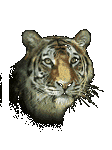 pic for Tiger