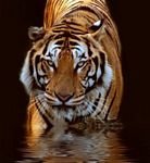 pic for Tiger