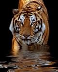 pic for Tiger