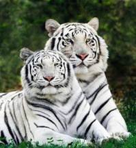 pic for Tigers