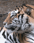 pic for Tigger