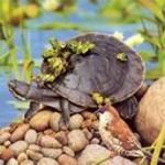 pic for Tortoise