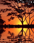 pic for Tree