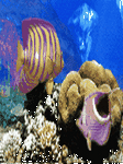 pic for TropicalFishes