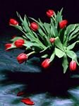 pic for Tulips