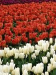 pic for Tulips