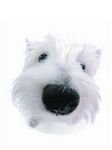 pic for Westie