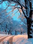 pic for Winter