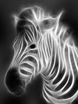 pic for Zebra
