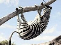 pic for Zebra