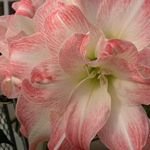 pic for amaryllis